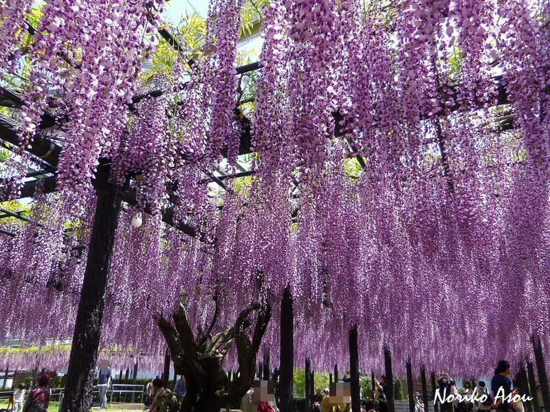 f:id:asou-ane0843:20190430180332j:plain