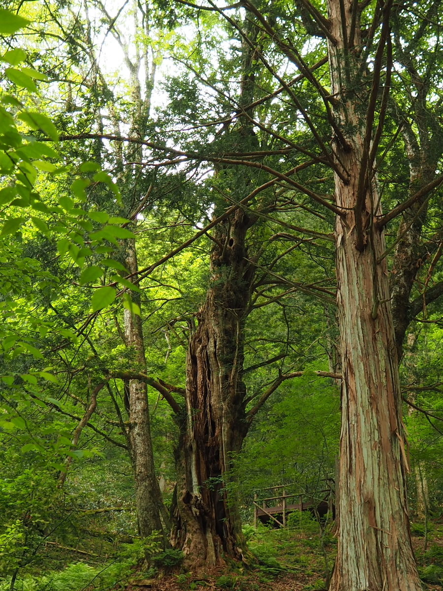 f:id:asparaharvest:20190602223505j:plain f:id:asparaharvest:20190602223505j:plain