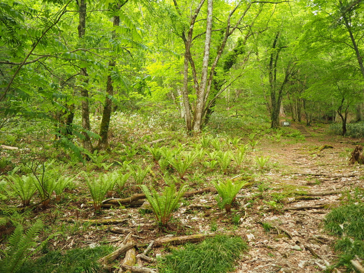 f:id:asparaharvest:20190602223620j:plain f:id:asparaharvest:20190602223620j:plain