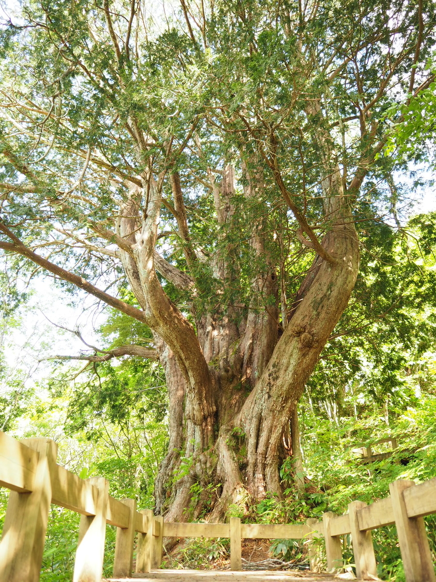 f:id:asparaharvest:20190627212119j:plain f:id:asparaharvest:20190627212119j:plain