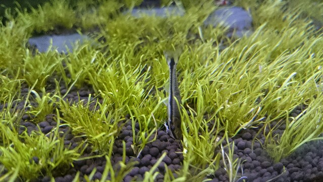 f:id:asphodel-sr:20170305095048j:plain f:id:asphodel-sr:20170305095048j:plain