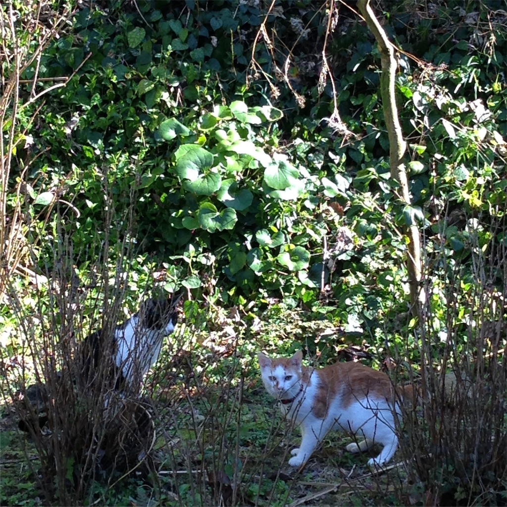 f:id:asquita:20170129104209j:image f:id:asquita:20170129104209j:image