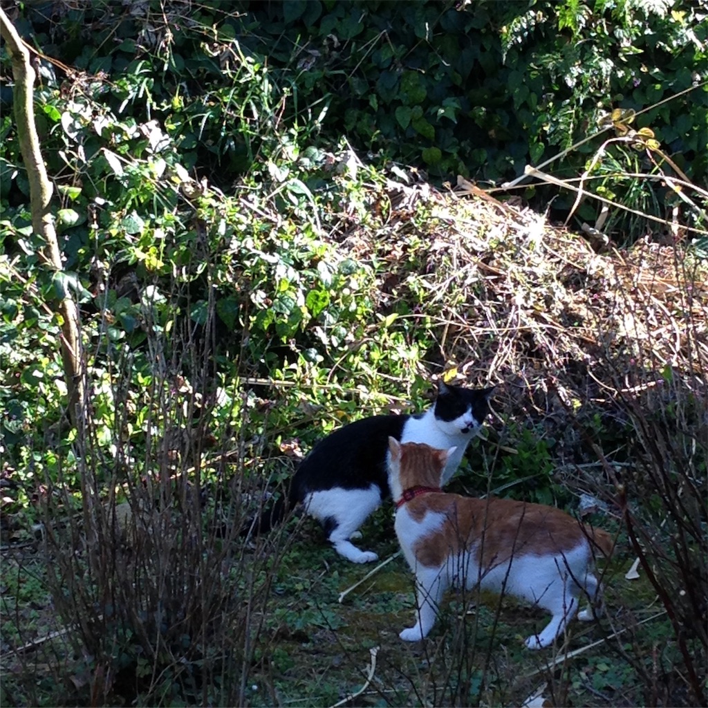 f:id:asquita:20170129104225j:image f:id:asquita:20170129104225j:image