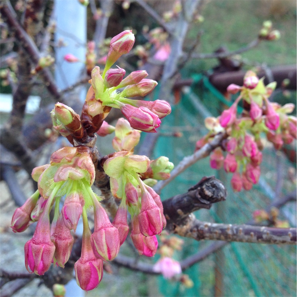 f:id:asquita:20170129104431j:image f:id:asquita:20170129104431j:image