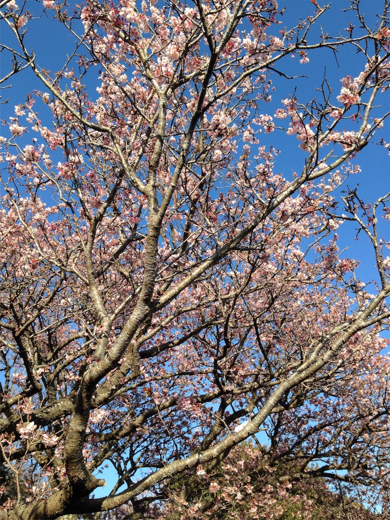 f:id:asquita:20170129104613j:image f:id:asquita:20170129104613j:image