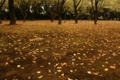 20091017140916
