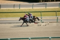 中山競馬場