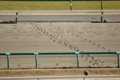 中山競馬場