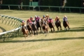 中山競馬場