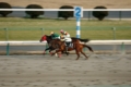 中山競馬場