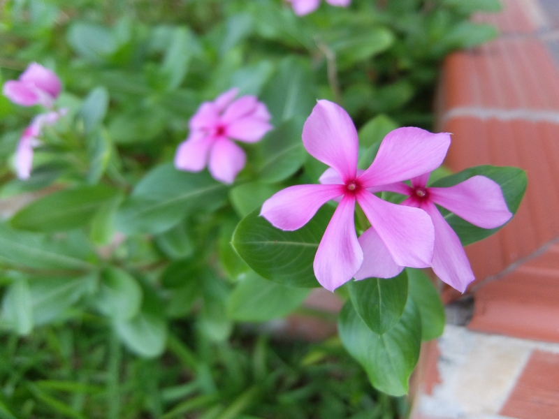 f:id:asry:20140902074216j:image f:id:asry:20140902074216j:image