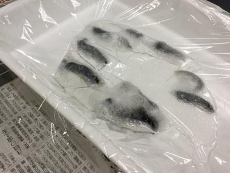 イカの血液って 青いの アサンプション国際中学校高等学校自然科学部の日記