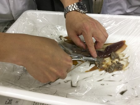 イカの血液って 青いの アサンプション国際中学校高等学校自然科学部の日記