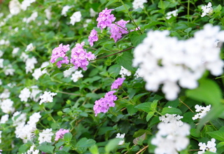 DSC_0510-1.JPG