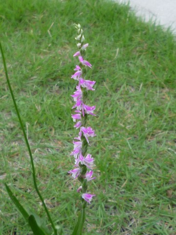 f:id:assoman:20120623164429j:image f:id:assoman:20120623164429j:image