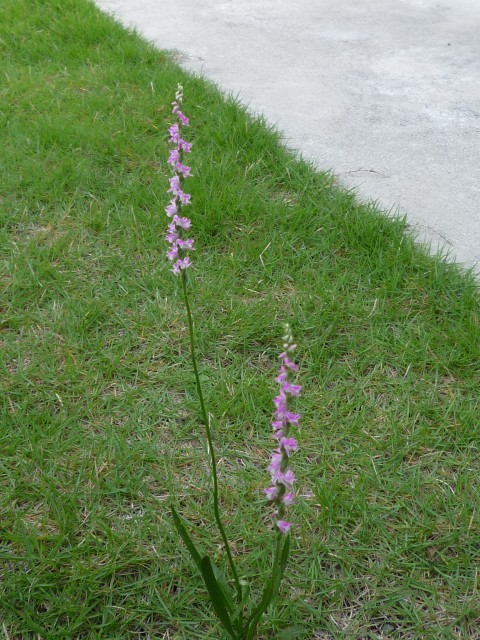 f:id:assoman:20120623164441j:image f:id:assoman:20120623164441j:image