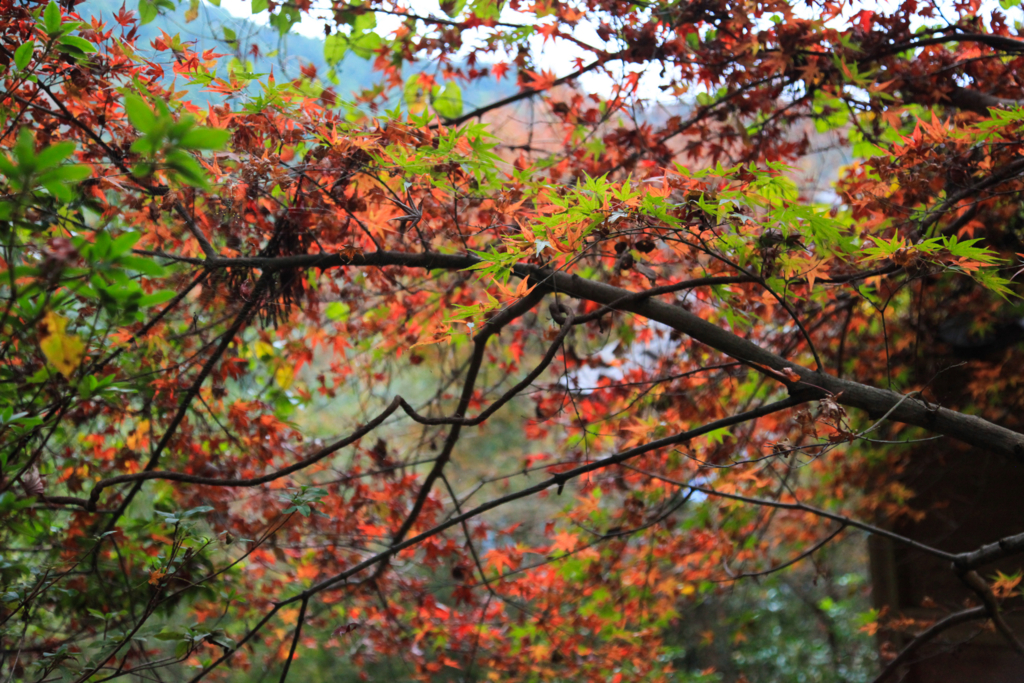 f:id:astral01:20161126230250j:plain