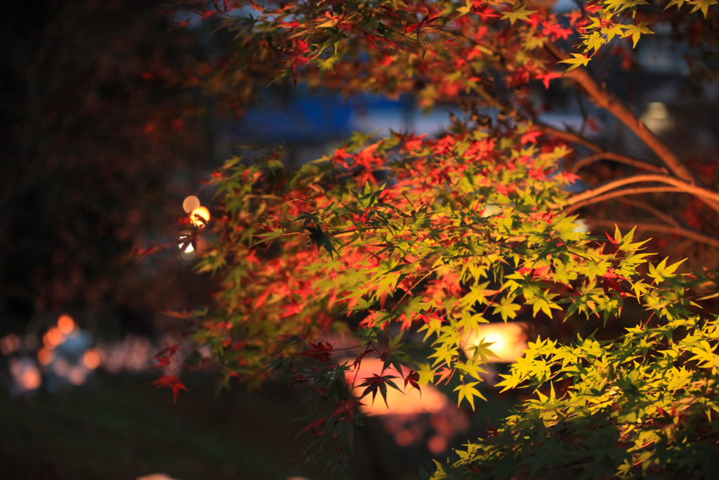 f:id:astral01:20161126232736j:plain