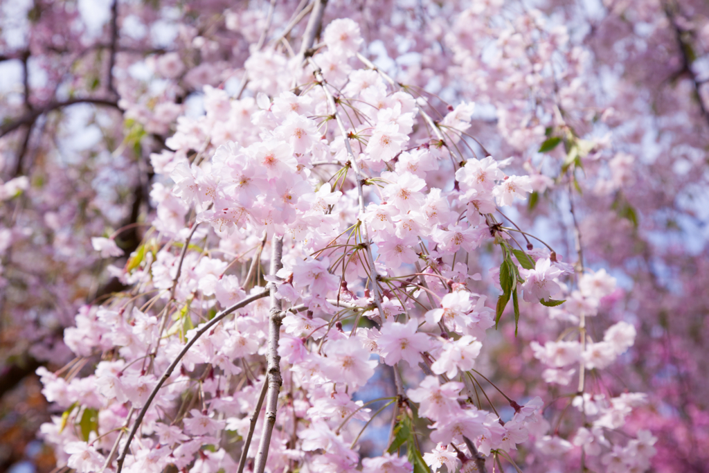 f:id:astral01:20180426003118j:plain