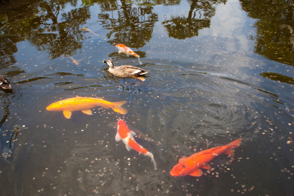 f:id:astral01:20180426010535j:plain