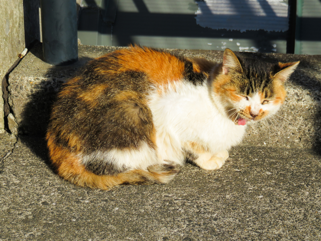 f:id:astral01:20181029231156j:plain f:id:astral01:20181029231156j:plain