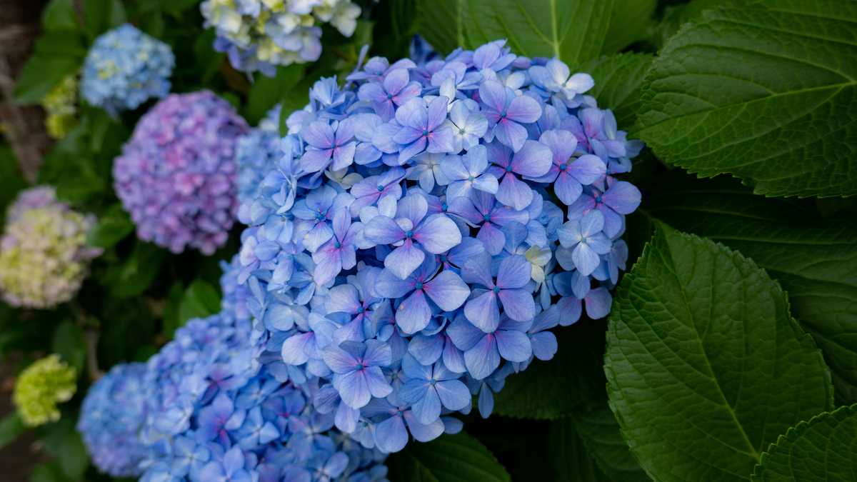 f:id:astral01:20190620230745j:plain f:id:astral01:20190620230745j:plain