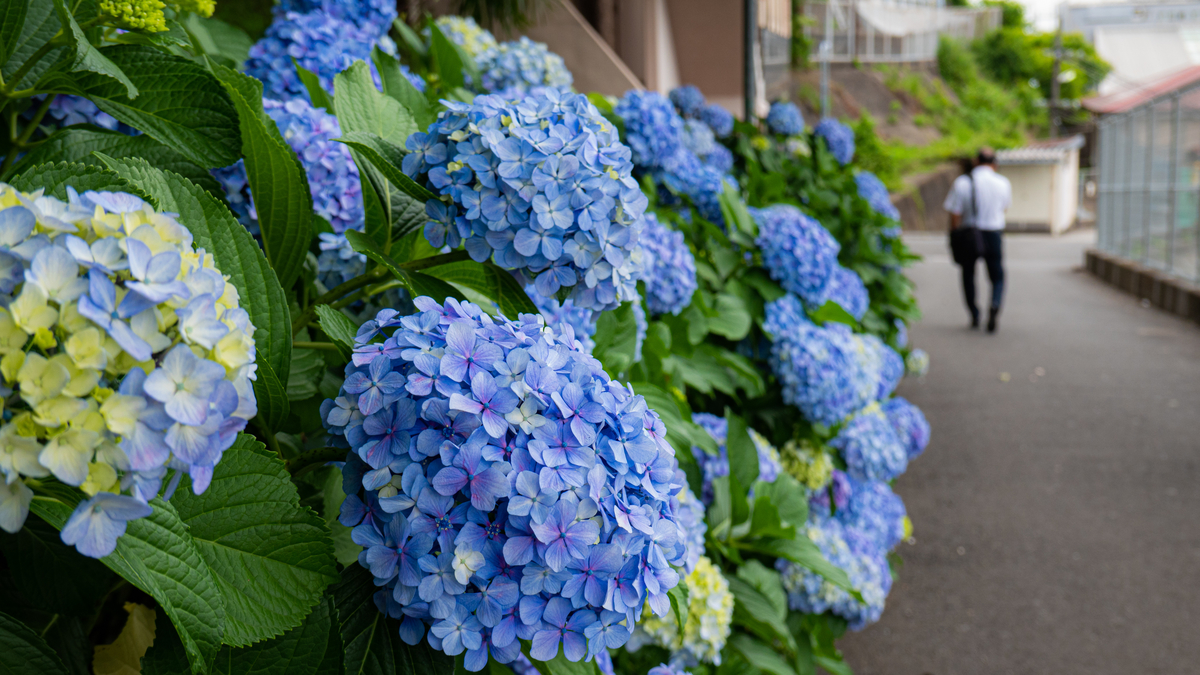 f:id:astral01:20190620230821j:plain f:id:astral01:20190620230821j:plain