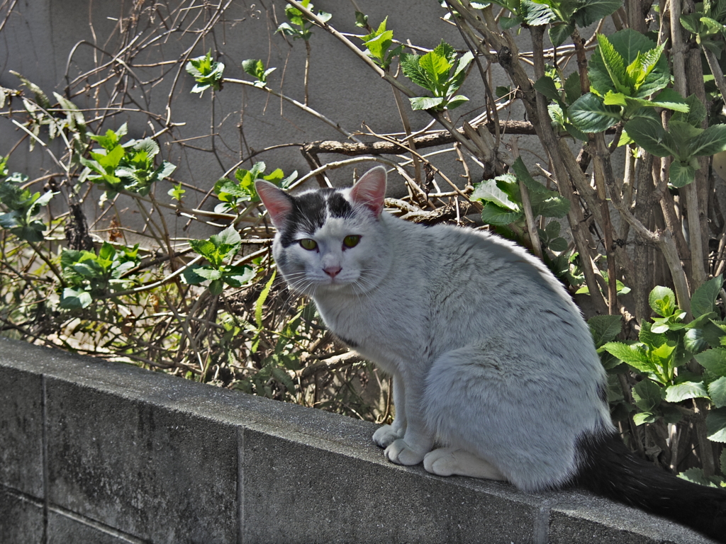 f:id:astrayroad:20170514223549j:plain