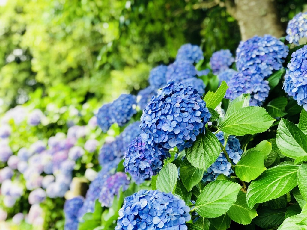 f:id:astrayroad:20180804212323j:plain