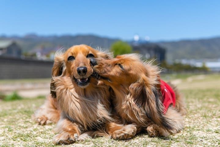 番の犬