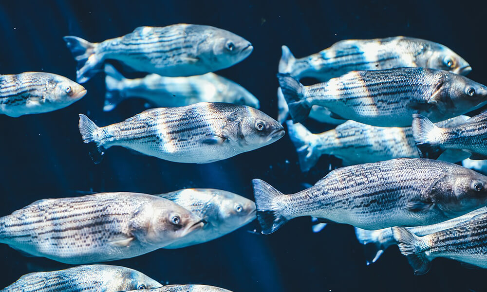 魚