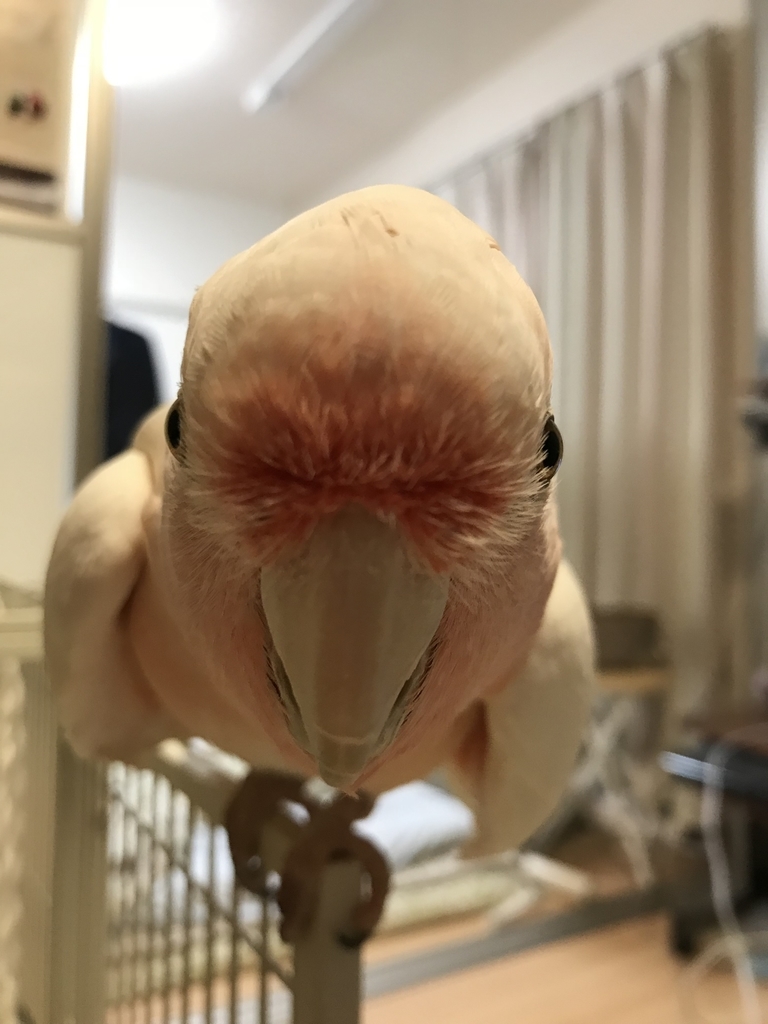 f:id:astronomy0412:20181106192910j:plain