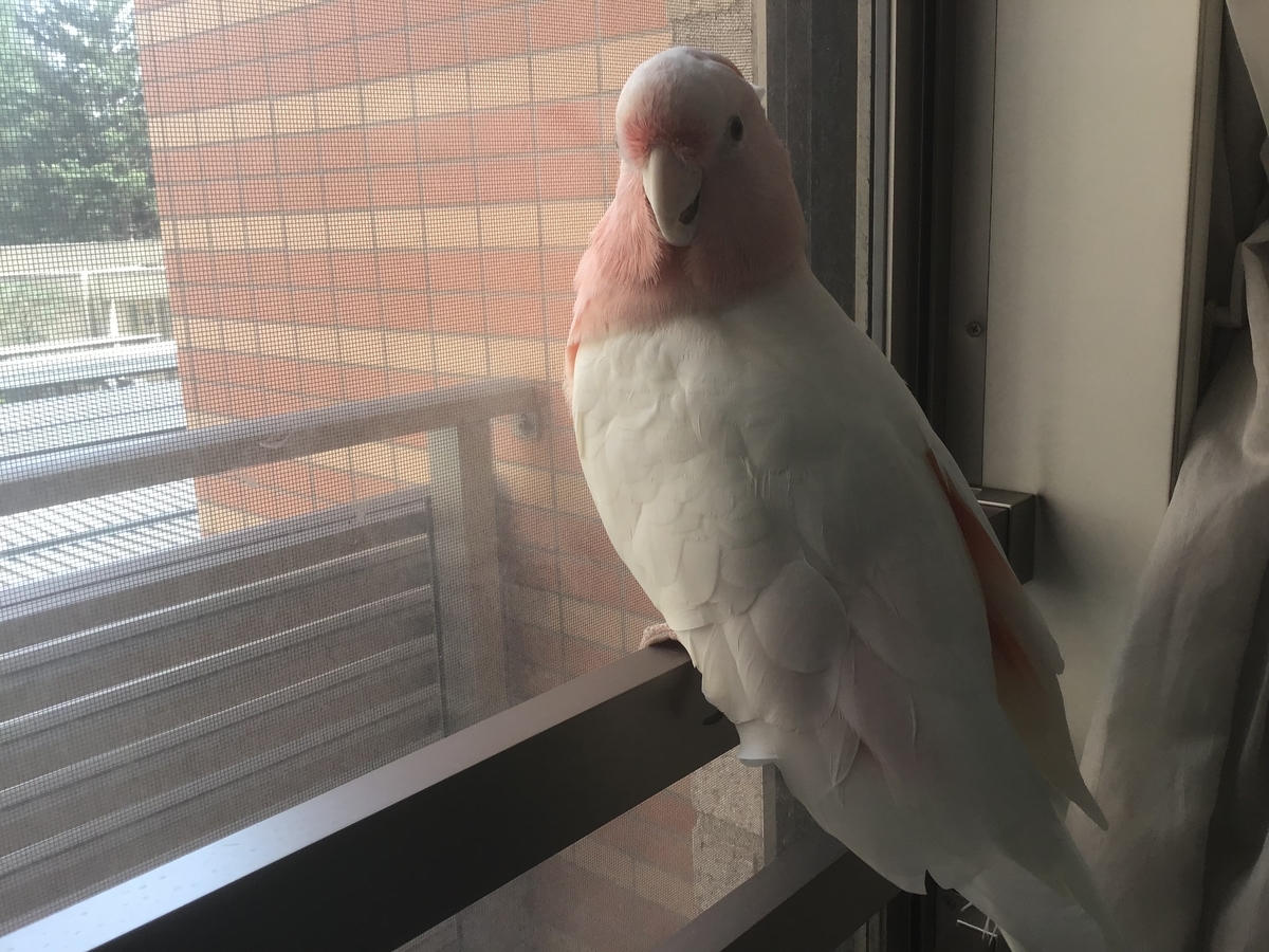 f:id:astronomy0412:20190325180911j:plain