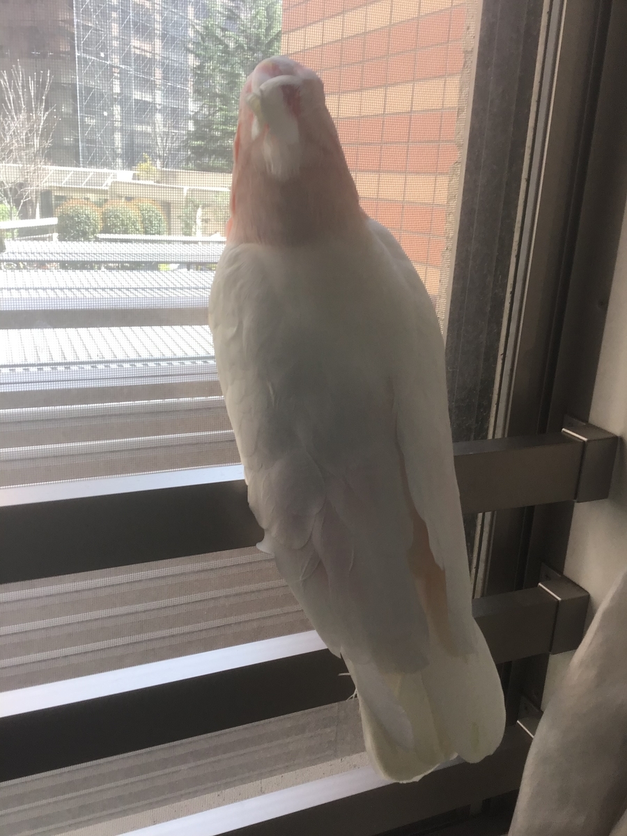 f:id:astronomy0412:20190325180931j:plain