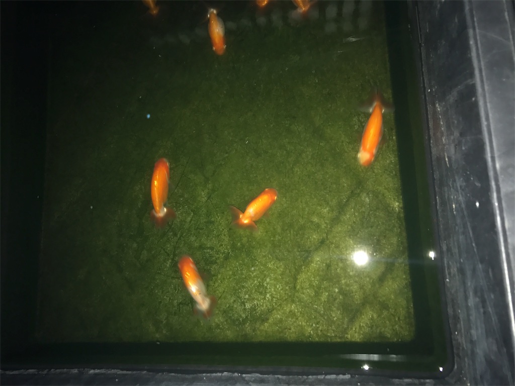 f:id:asu0906ka195:20170828083954j:image f:id:asu0906ka195:20170828083954j:image