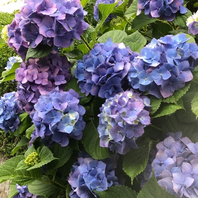 f:id:asuasua:20180606211615j:plain f:id:asuasua:20180606211615j:plain