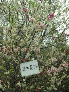 f:id:asuka-life:20130417145712j:image