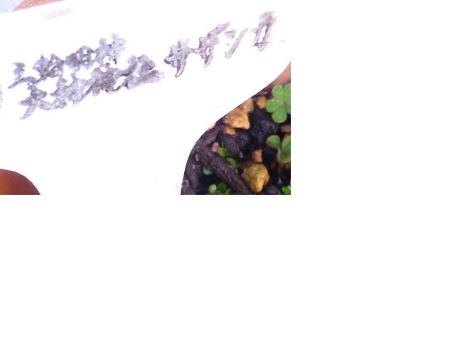 f:id:asuka201011:20110207110508j:image
