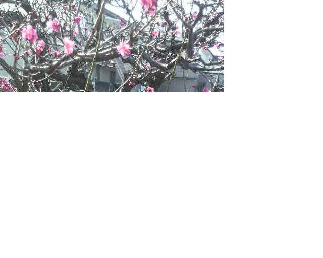 f:id:asuka201011:20110322091446j:image
