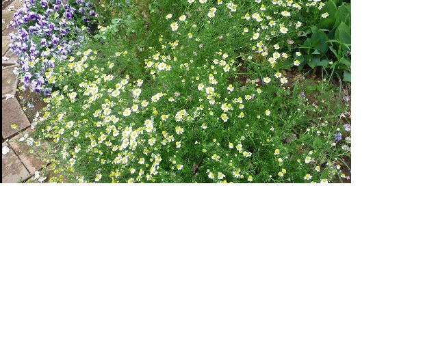 f:id:asuka201011:20110510214816j:image:w640:right