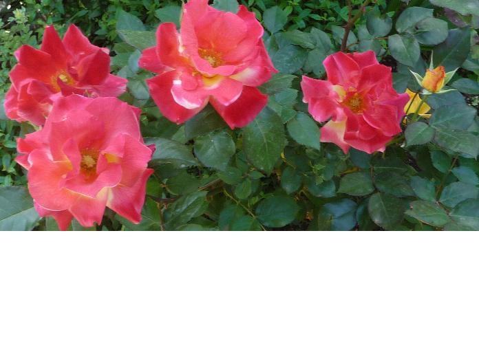 f:id:asuka201011:20110517223629j:image:w640