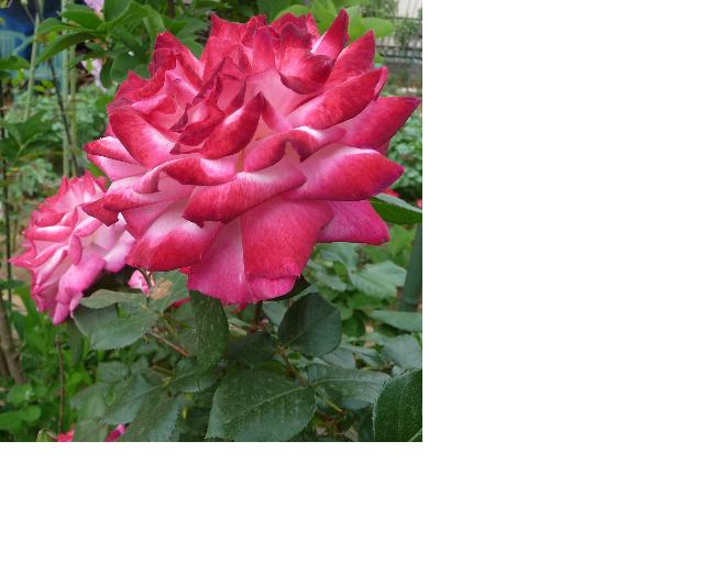 f:id:asuka201011:20110522200118j:image:w640:right