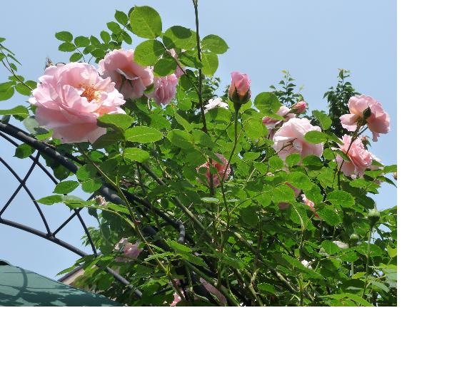 f:id:asuka201011:20110522202235j:image:w640:left
