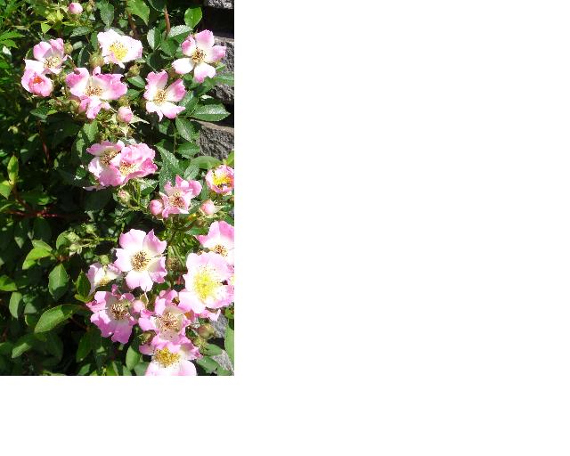 f:id:asuka201011:20110525211955j:image:w640
