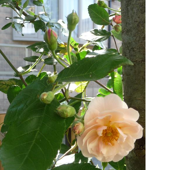 f:id:asuka201011:20110525212217j:image:w640