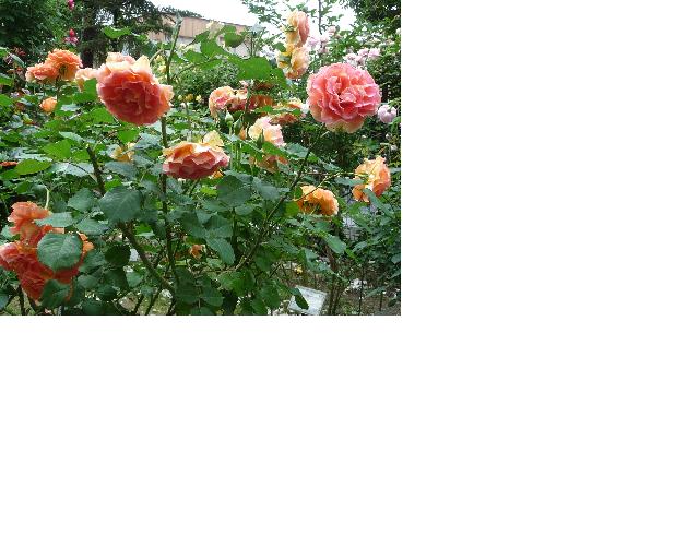 f:id:asuka201011:20110530203109j:image:w640