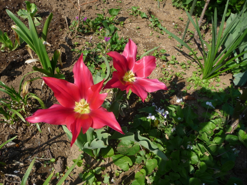 f:id:asuka201011:20130415084317j:image:w360
