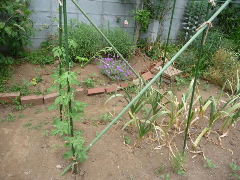 f:id:asuka201011:20130607114410j:image:w360