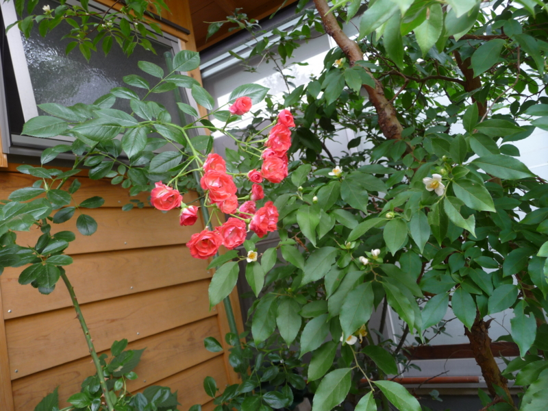 f:id:asuka201011:20130607115013j:image:w360