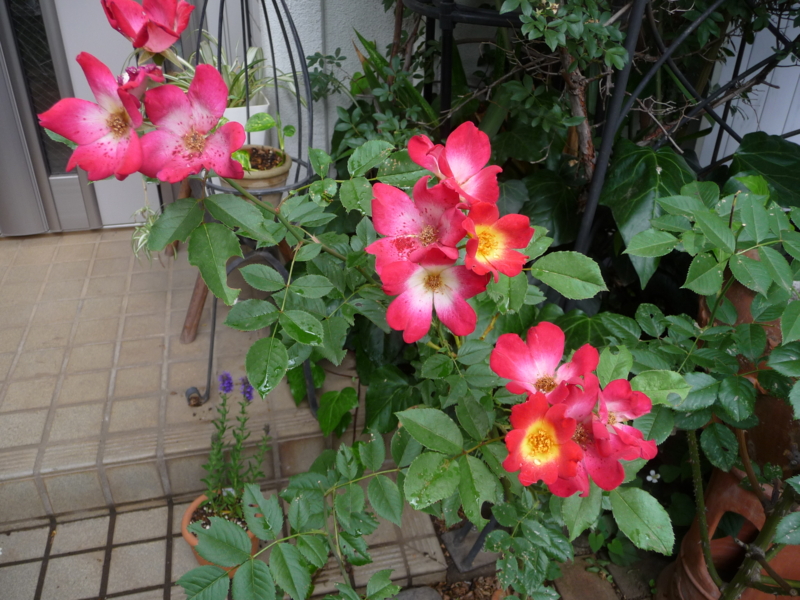 f:id:asuka201011:20130607115028j:image:w360